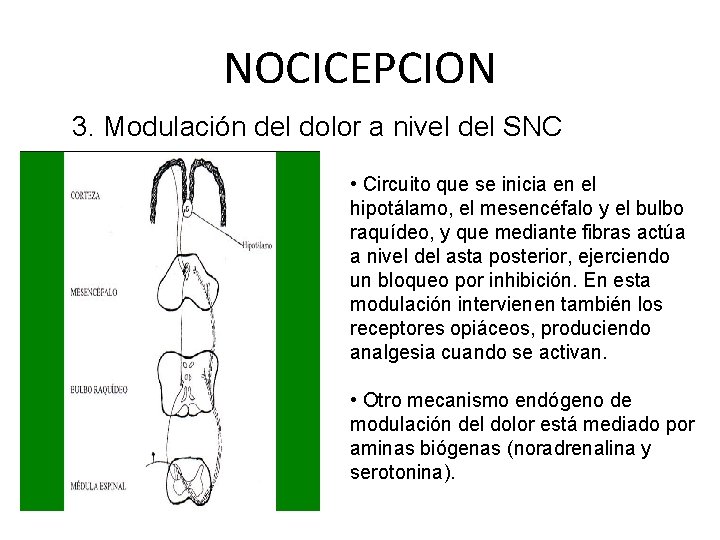 NOCICEPCION 3. Modulación del dolor a nivel del SNC • Circuito que se inicia