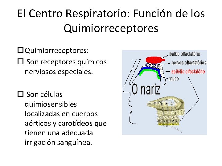 El Centro Respiratorio: Función de los Quimiorreceptores: Son receptores químicos nerviosos especiales. Son células