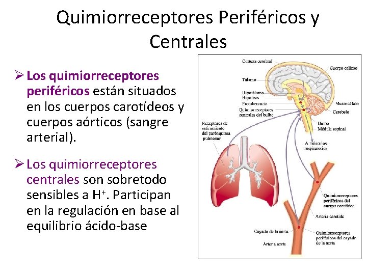 Quimiorreceptores Periféricos y Centrales Ø Los quimiorreceptores periféricos están situados en los cuerpos carotídeos