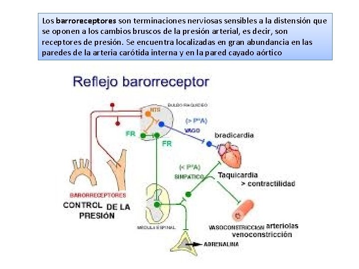 Los barroreceptores son terminaciones nerviosas sensibles a la distensión que se oponen a los