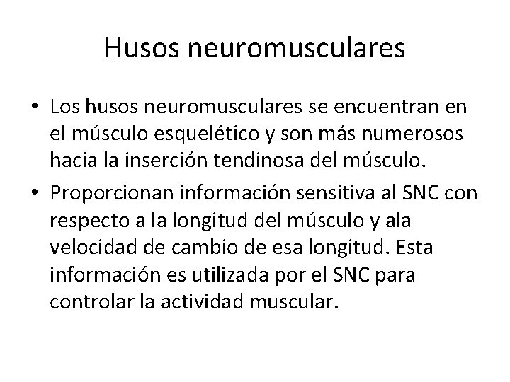 Husos neuromusculares • Los husos neuromusculares se encuentran en el músculo esquelético y son