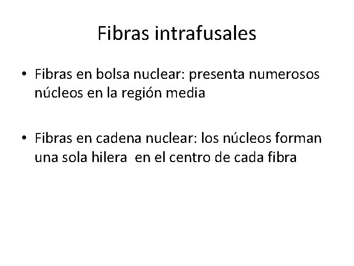 Fibras intrafusales • Fibras en bolsa nuclear: presenta numerosos núcleos en la región media