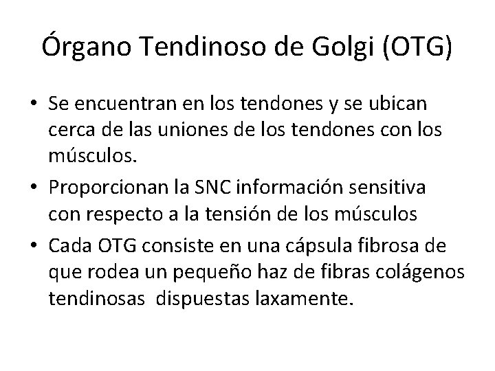Órgano Tendinoso de Golgi (OTG) • Se encuentran en los tendones y se ubican