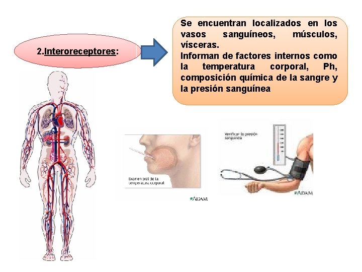 2. Interoreceptores: Se encuentran localizados en los vasos sanguíneos, músculos, vísceras. Informan de factores