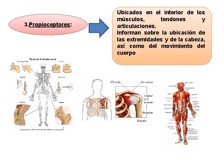 3. Propioceptores: Ubicados en el interior de los músculos, tendones y articulaciones. Informan sobre