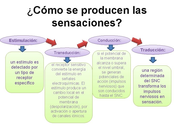 ¿Cómo se producen las sensaciones? Estimulación: Conducción: Transducción: un estímulo es detectado por un