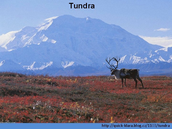 Tundra http: //quick-klara. blog. cz/1103/tundra 