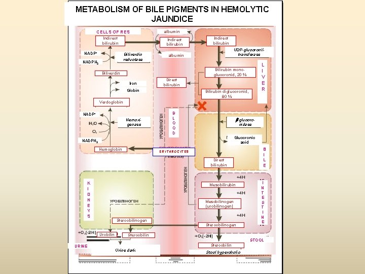 METABOLISM OF BILE PIGMENTS IN HEMOLYTIC JAUNDICE CELLS OF RES Indirect bilirubin NADP+ Indirect METABOLISM OF BILE PIGMENTS IN HEMOLYTIC JAUNDICE CELLS OF RES Indirect bilirubin NADP+ Indirect
