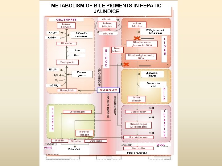 METABOLISM OF BILE PIGMENTS IN HEPATIC JAUNDICE CELLS OF RES albumin Indirect bilirubin NADP+ METABOLISM OF BILE PIGMENTS IN HEPATIC JAUNDICE CELLS OF RES albumin Indirect bilirubin NADP+