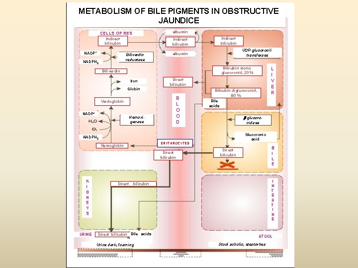 METABOLISM OF BILE PIGMENTS IN OBSTRUCTIVE JAUNDICE albumin CELLS OF RES Indirect bilirubin NADP+ METABOLISM OF BILE PIGMENTS IN OBSTRUCTIVE JAUNDICE albumin CELLS OF RES Indirect bilirubin NADP+