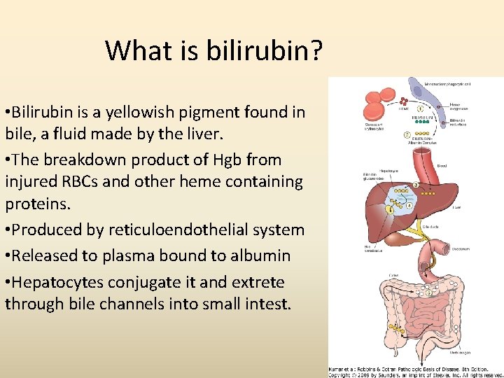 What is bilirubin? • Bilirubin is a yellowish pigment found in bile, a fluid What is bilirubin? • Bilirubin is a yellowish pigment found in bile, a fluid