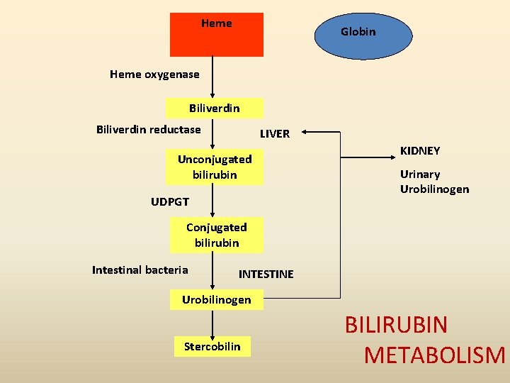 Heme Globin Heme oxygenase Biliverdin reductase LIVER Unconjugated bilirubin UDPGT KIDNEY Urinary Urobilinogen Conjugated Heme Globin Heme oxygenase Biliverdin reductase LIVER Unconjugated bilirubin UDPGT KIDNEY Urinary Urobilinogen Conjugated