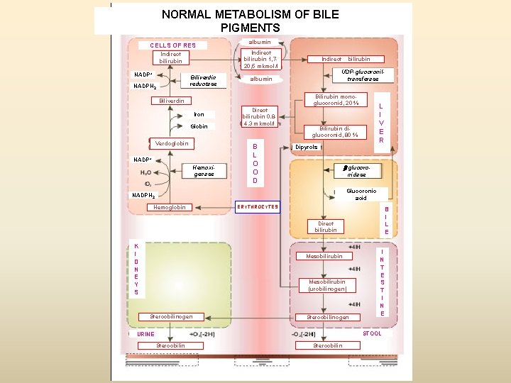 NORMAL METABOLISM OF BILE PIGMENTS CELLS OF RES Indirect bilirubin 1, 720, 5 mkmol/l NORMAL METABOLISM OF BILE PIGMENTS CELLS OF RES Indirect bilirubin 1, 720, 5 mkmol/l
