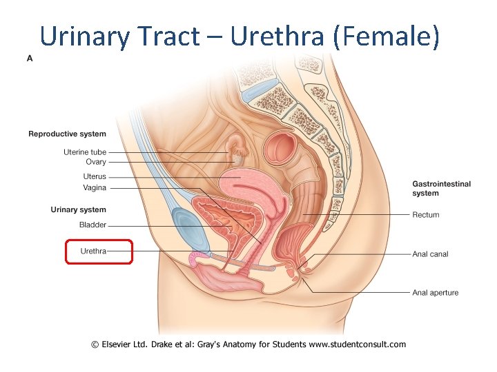 Urinary Tract – Urethra (Female) 
