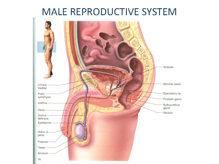 MALE REPRODUCTIVE SYSTEM 