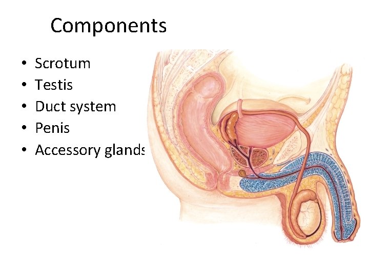 Components • • • Scrotum Testis Duct system Penis Accessory glands 