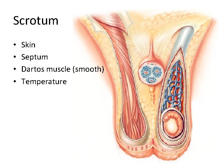 Scrotum • • Skin Septum Dartos muscle (smooth) Temperature 