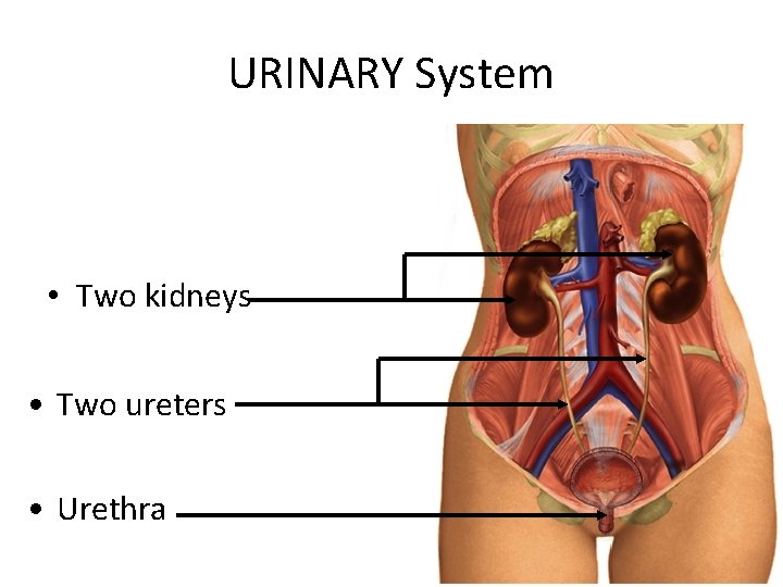 URINARY System • Two kidneys • Two ureters • Urethra 