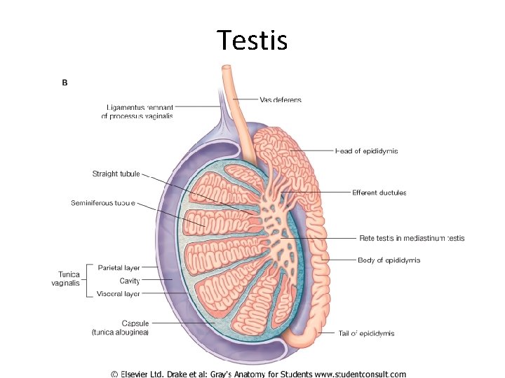 Testis 