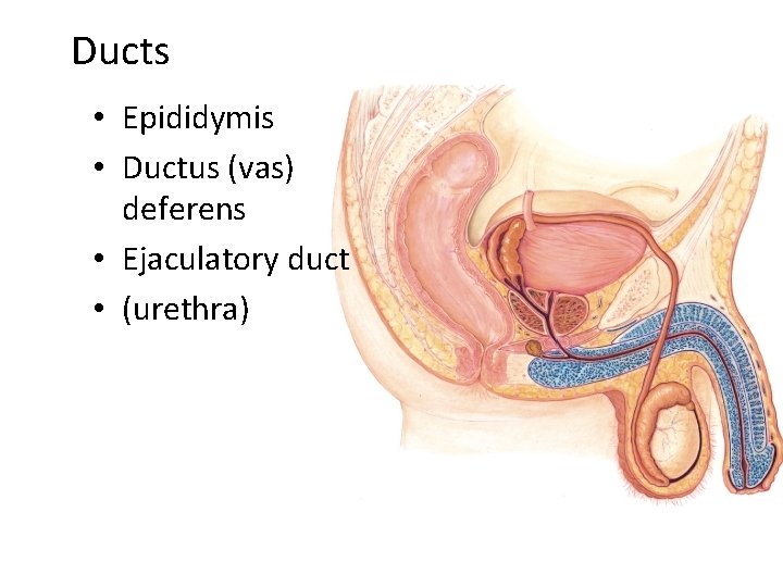 Ducts • Epididymis • Ductus (vas) deferens • Ejaculatory duct • (urethra) 