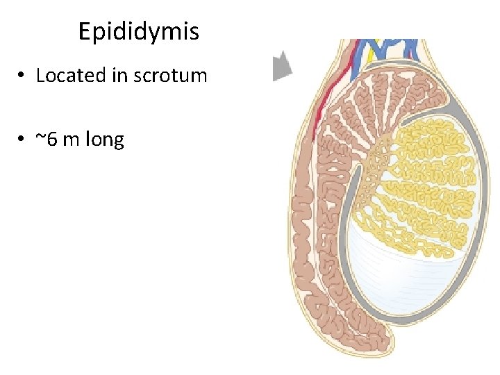 Epididymis • Located in scrotum • ~6 m long 