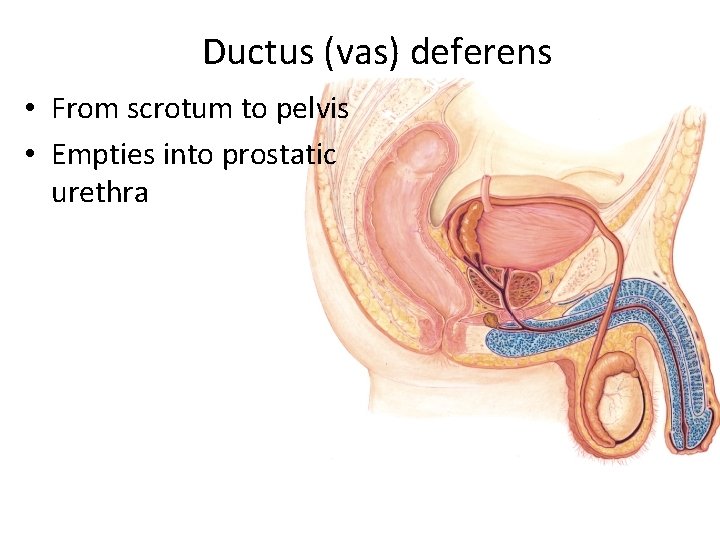 Ductus (vas) deferens • From scrotum to pelvis • Empties into prostatic urethra 