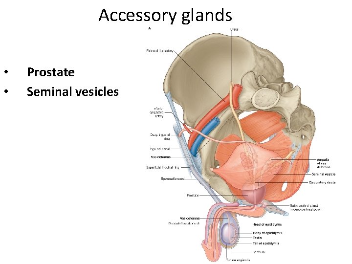 Accessory glands • • Prostate Seminal vesicles 