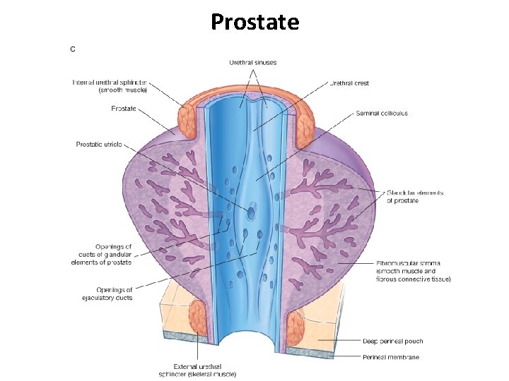 Prostate 