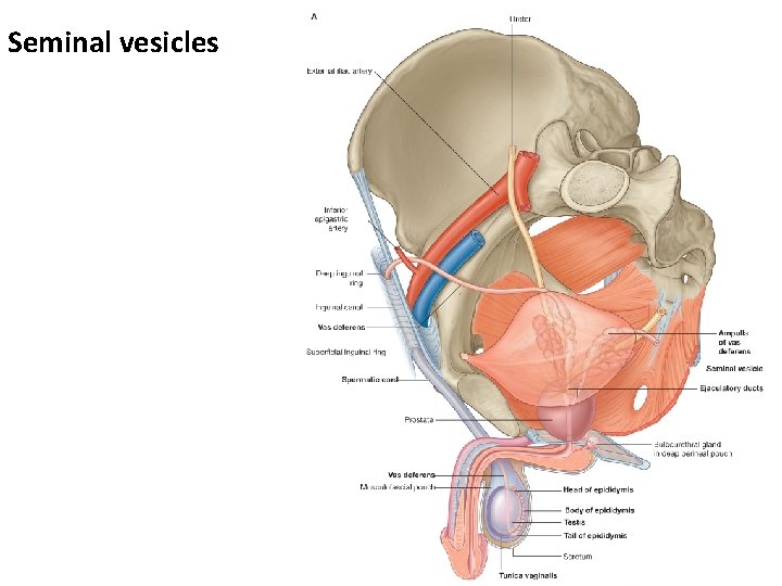 Seminal vesicles 