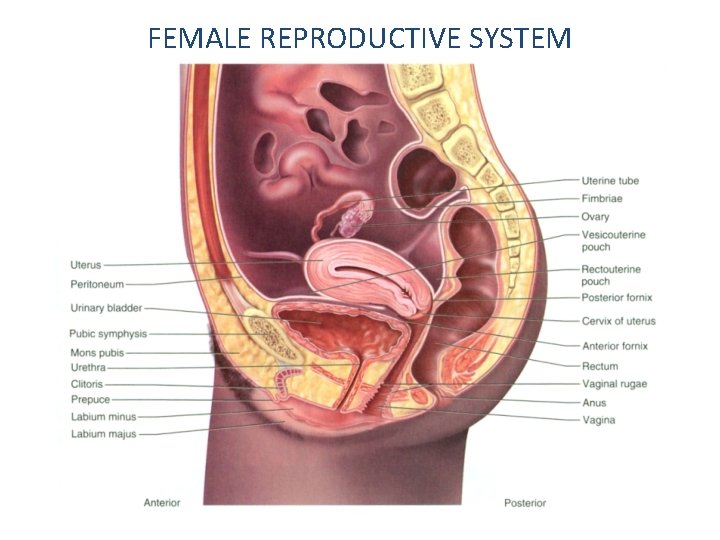 FEMALE REPRODUCTIVE SYSTEM 