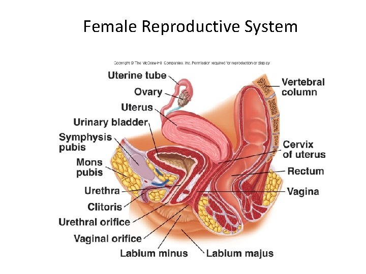 Female Reproductive System 