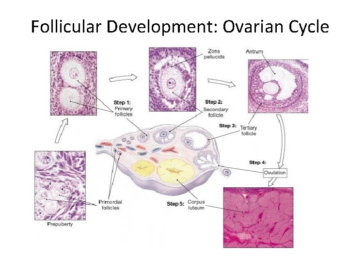Follicular Development: Ovarian Cycle 