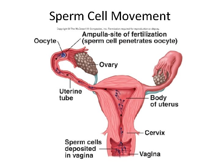 Sperm Cell Movement 
