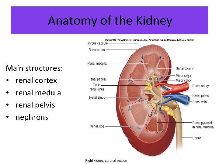 Anatomy of the Kidney Main structures: • renal cortex • renal medula • renal