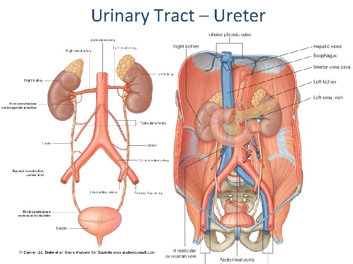 Urinary Tract – Ureter 