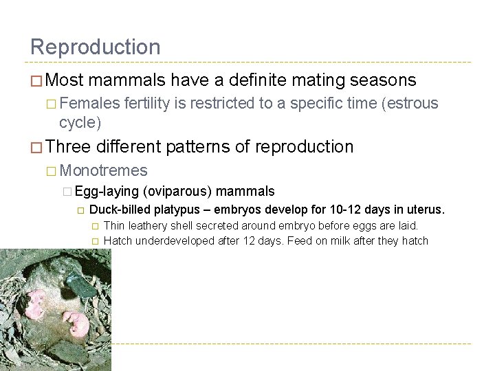 Reproduction � Most mammals have a definite mating seasons � Females fertility is restricted