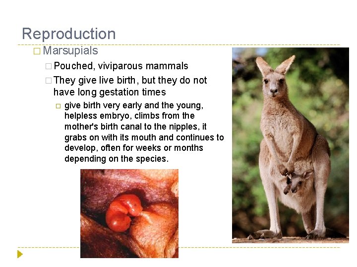 Reproduction � Marsupials � Pouched, viviparous mammals � They give live birth, but they