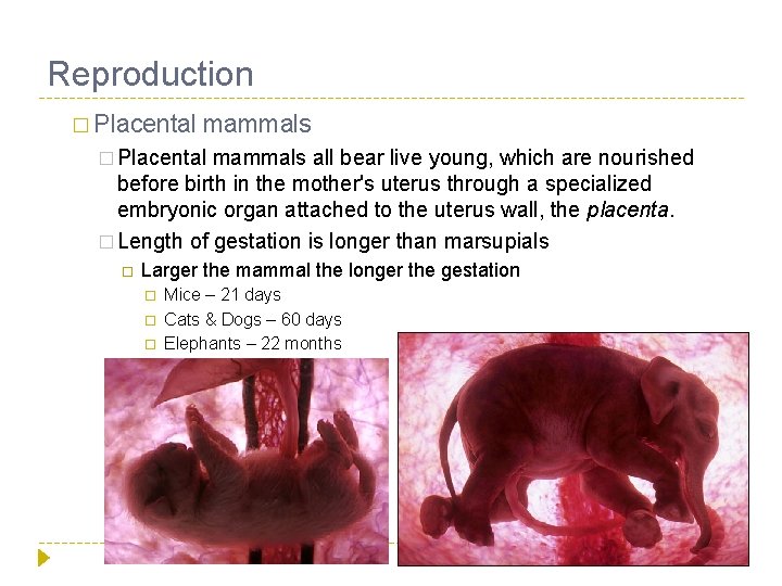 Reproduction � Placental mammals all bear live young, which are nourished before birth in