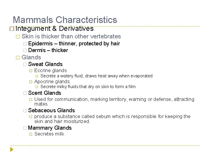 Mammals Characteristics � Integument � & Derivatives Skin is thicker than other vertebrates �