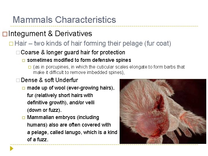 Mammals Characteristics � Integument � Hair – two kinds of hair forming their pelage