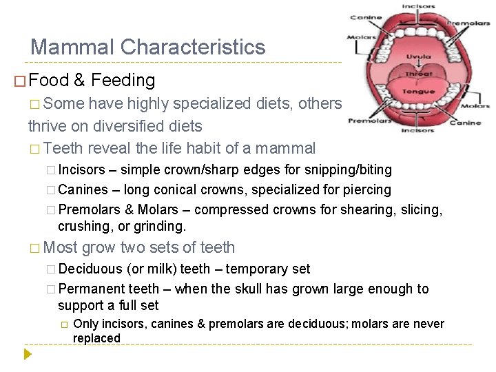 Mammal Characteristics � Food & Feeding � Some have highly specialized diets, others thrive