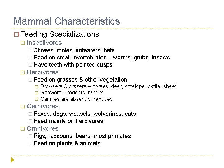 Mammal Characteristics � Feeding � Specializations Insectivores � Shrews, moles, anteaters, bats � Feed