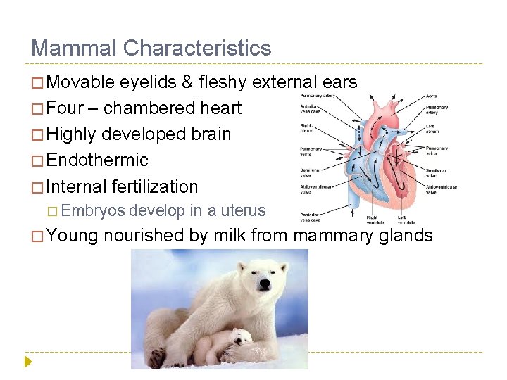 Mammal Characteristics � Movable eyelids & fleshy external ears � Four – chambered heart