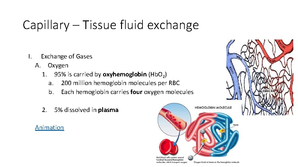 Capillary – Tissue fluid exchange I. Exchange of Gases A. Oxygen 1. 95% is