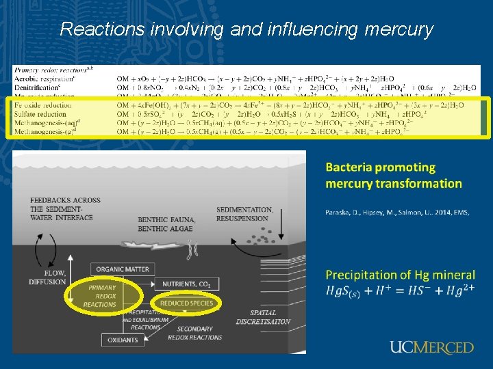 Reactions involving and influencing mercury 
