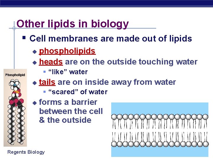 Other lipids in biology § Cell membranes are made out of lipids phospholipids u