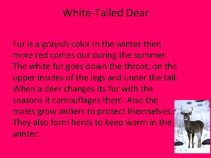 White-Tailed Dear Fur is a grayish color in the winter then more red comes White-Tailed Dear Fur is a grayish color in the winter then more red comes