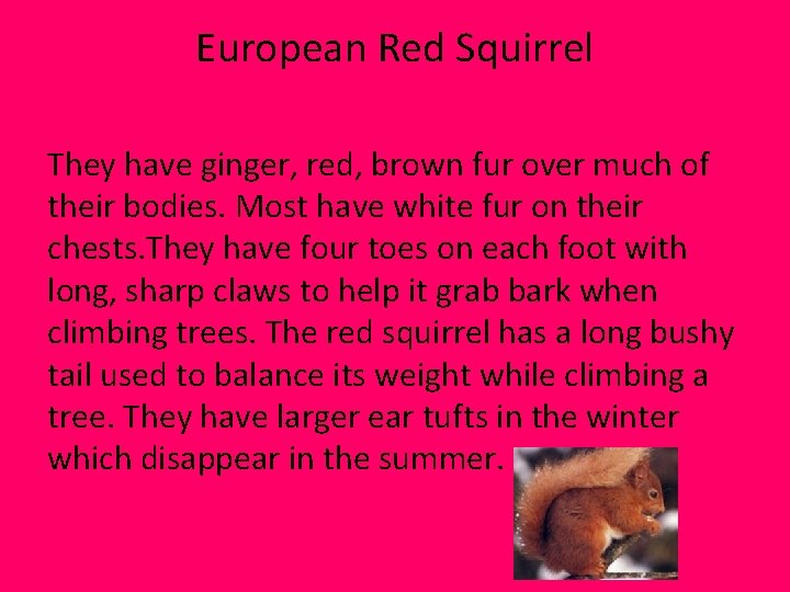 European Red Squirrel They have ginger, red, brown fur over much of their bodies. European Red Squirrel They have ginger, red, brown fur over much of their bodies.