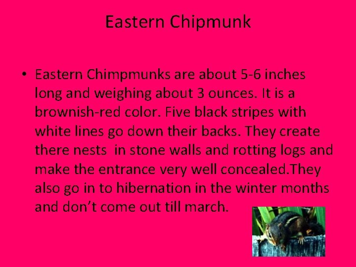Eastern Chipmunk • Eastern Chimpmunks are about 5 -6 inches long and weighing about Eastern Chipmunk • Eastern Chimpmunks are about 5 -6 inches long and weighing about