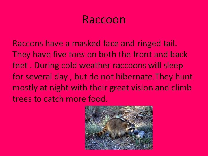 Raccoon Raccons have a masked face and ringed tail. They have five toes on Raccoon Raccons have a masked face and ringed tail. They have five toes on